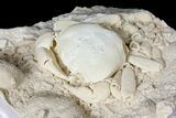 Fossil Crab (Potamon) Preserved in Travertine - Turkey #121382-1